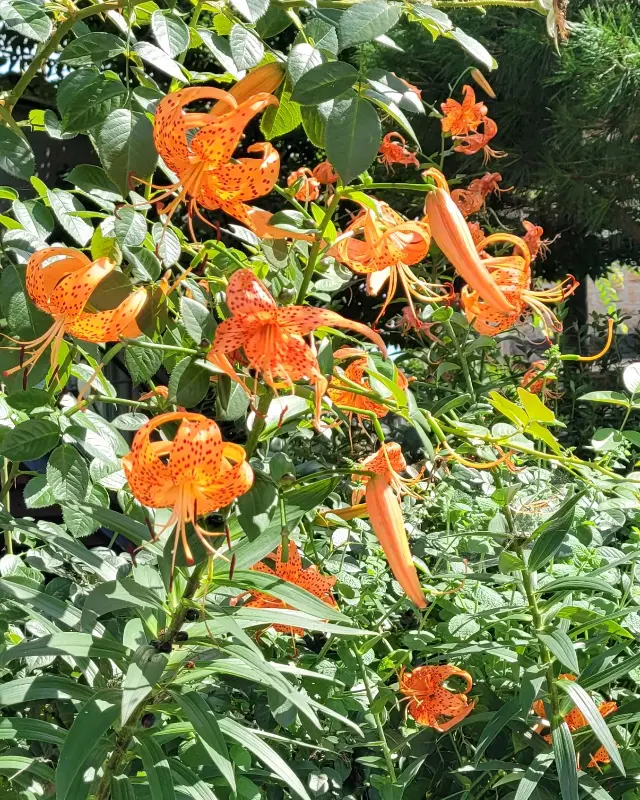 매콤달콤한 비빔냉면