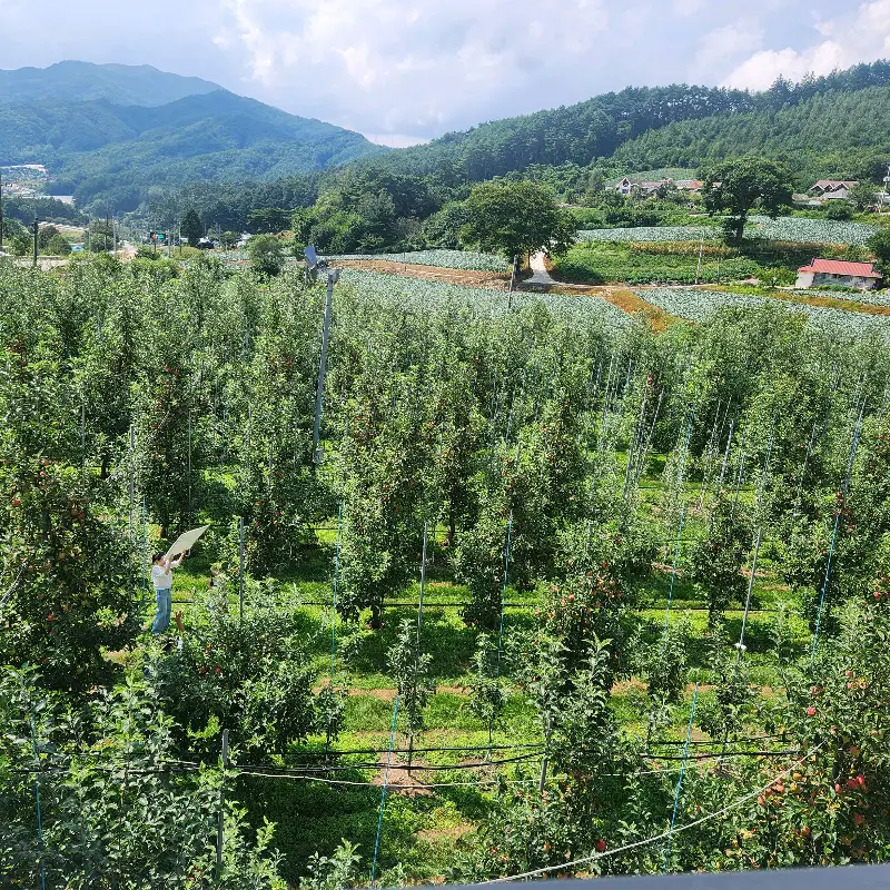 드넓게 펼쳐진 사과밭 풍경