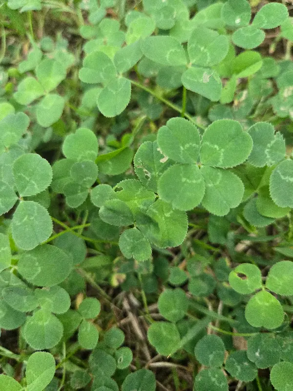 6.25 떡볶이 찾아가는 길