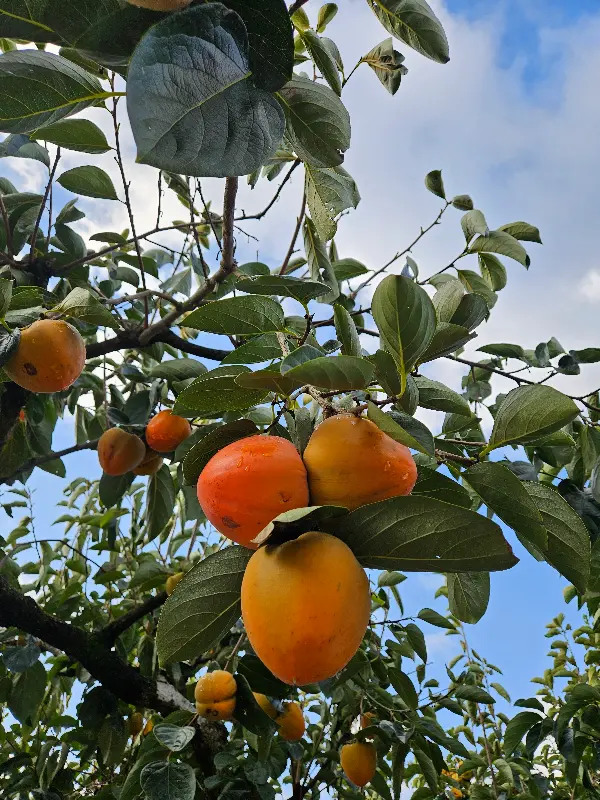 가을 하늘 아래 탐스럽게 열린 감