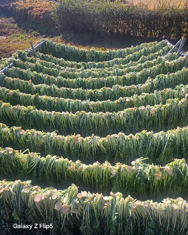 수정가든 시래기 건조