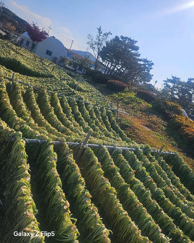 수정가든 시래기 밭