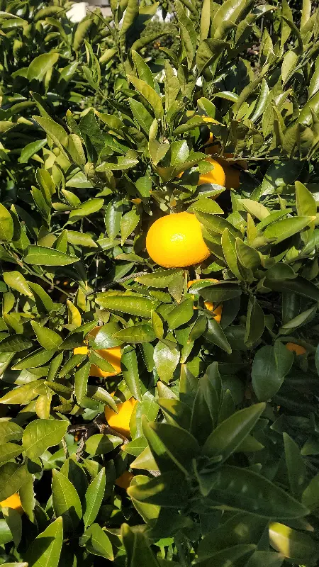 싱그러운 귤 나무