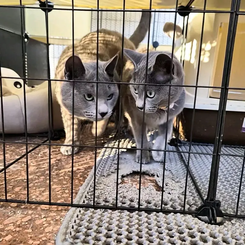 케이지 안의 고양이들