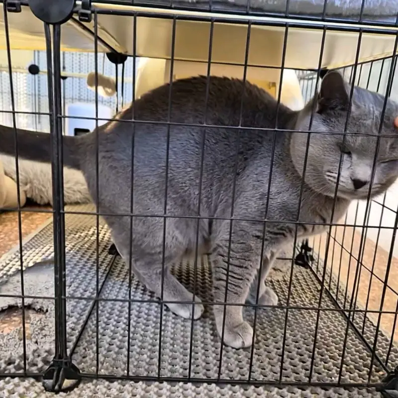 카페 내부에 있는 고양이 케이지