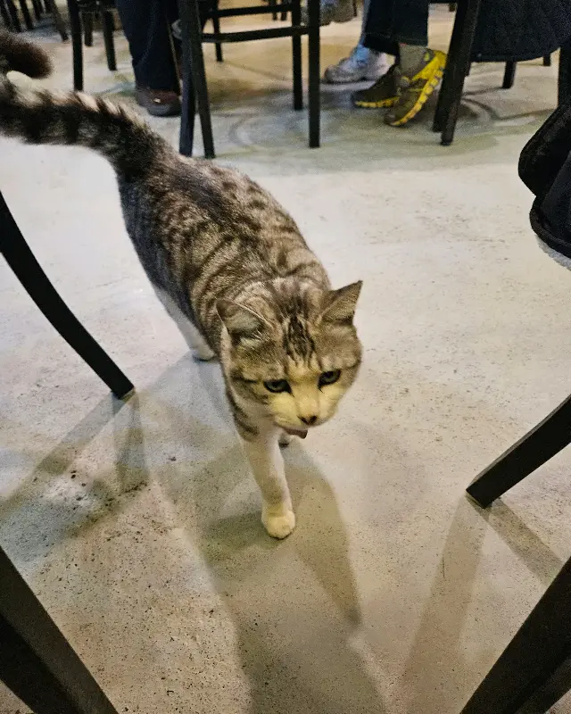 식당에 나타나는 고양이