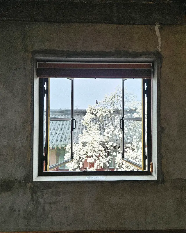 창밖으로 보이는 목련꽃