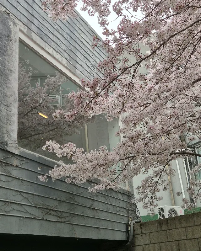 창문에 비친 벚꽃