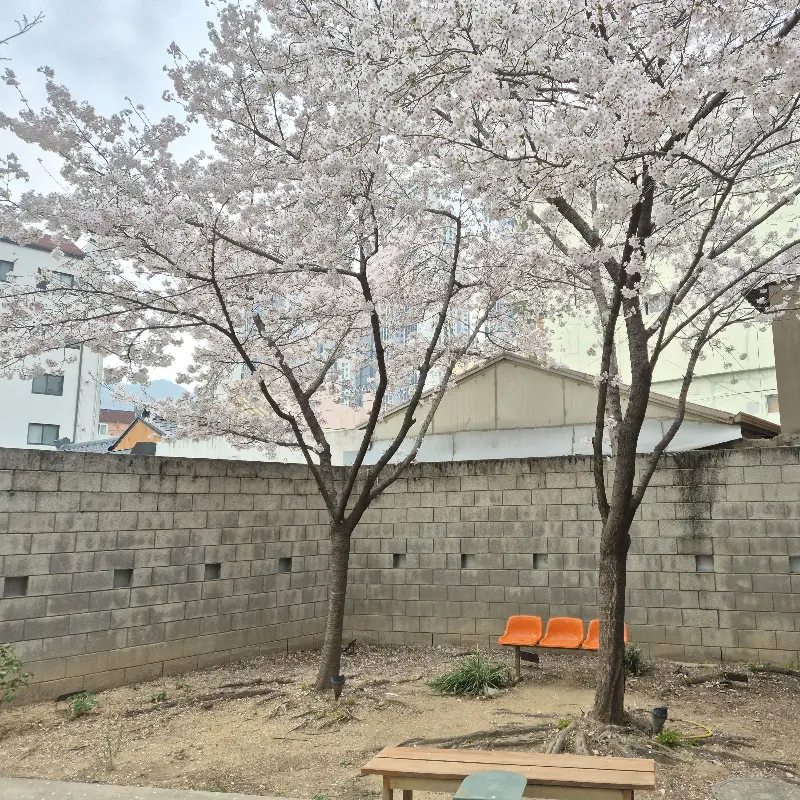 카페 앞 벚꽃나무