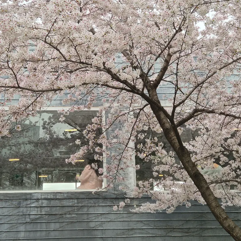 벚꽃과 카페