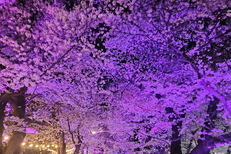 밤에 빛나는 벚꽃