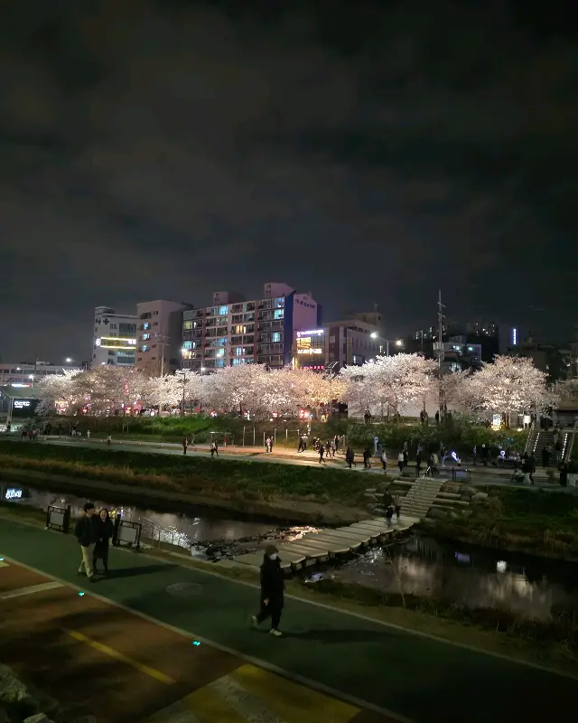 밤에 바라본 벚꽃 핀 불광천