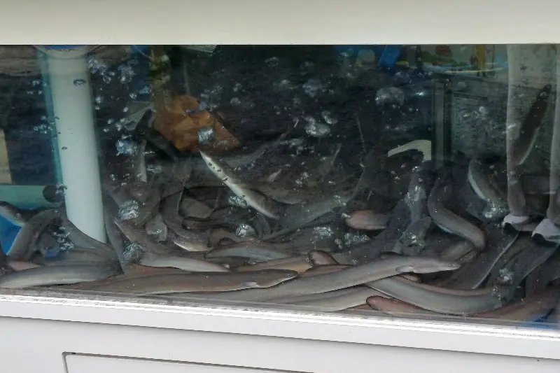 맛있게 구워진 장어구이