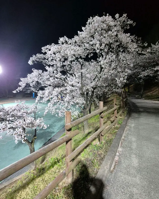 밤에 활짝 핀 벚꽃나무