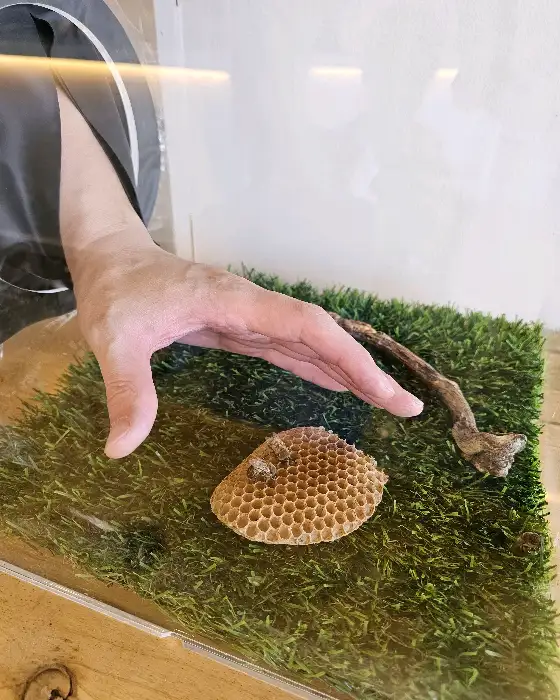 벌집 모양의 전시물