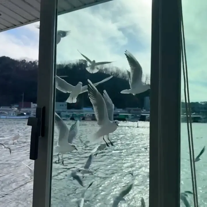 창밖으로 보이는 갈매기 떼