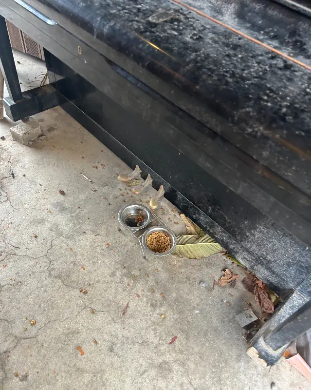 피아노 아래 고양이 밥그릇