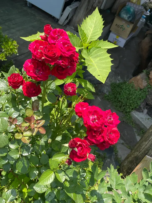 정원의 붉은 장미