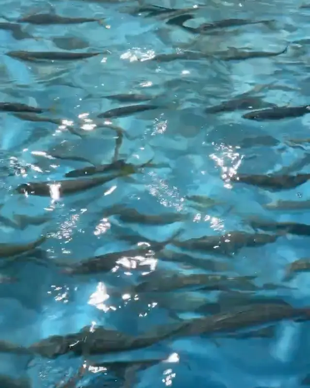 수조 안에서 헤엄치는 고등어들