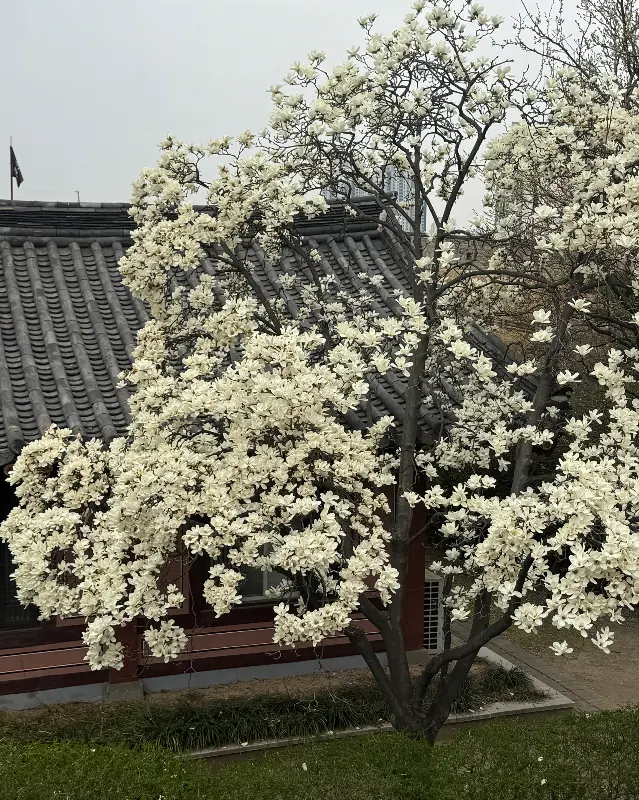 정지영커피로스터즈 장안문점의 목련