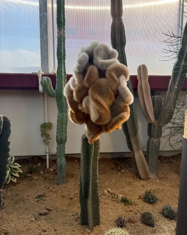 다양한 식물들이 있는 온실 내부