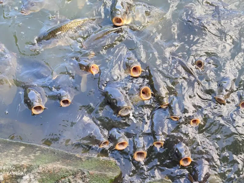 연못 안의 잉어들