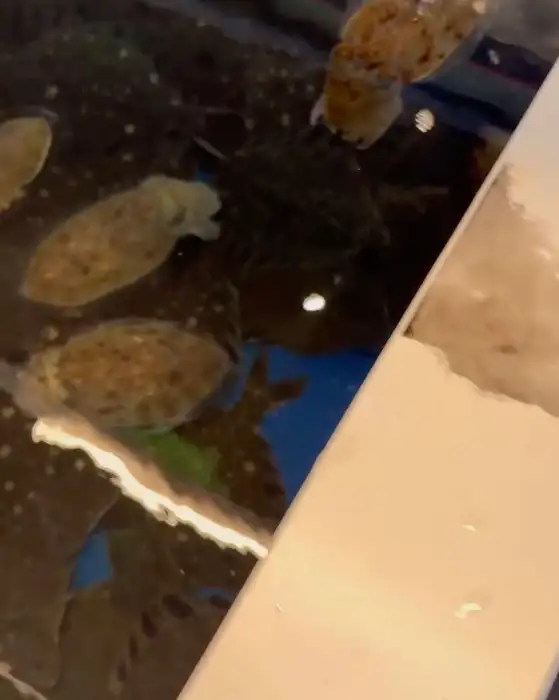 수족관 안의 신선한 갑오징어