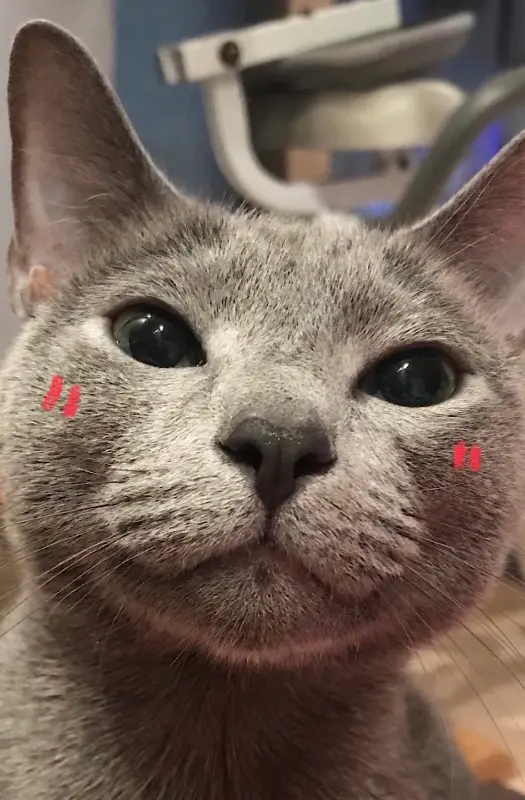 크리스마스 장식