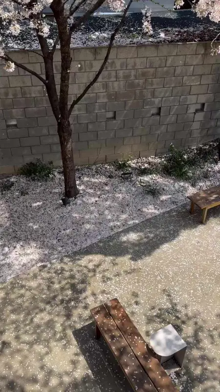 벚꽃잎이 떨어진 풍경