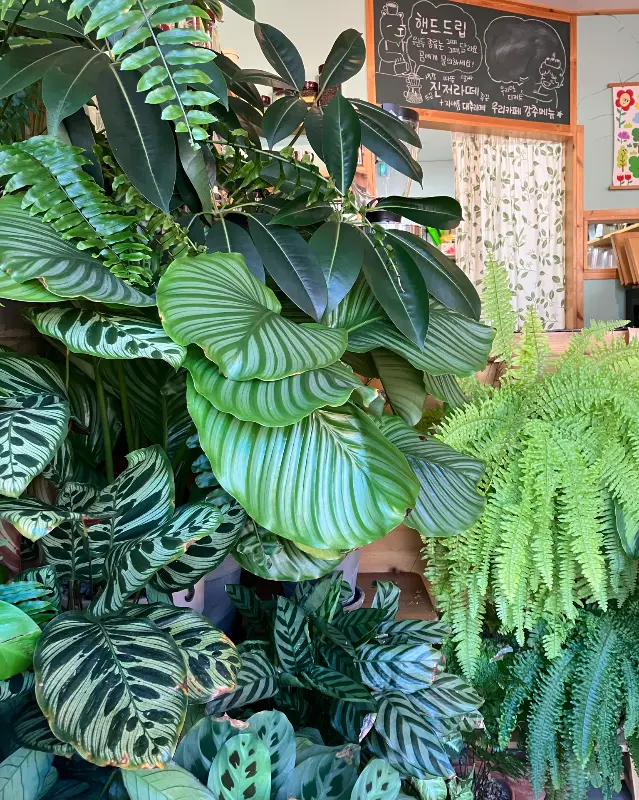 카페 내부의 식물 인테리어