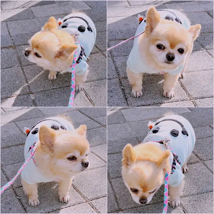 귀여운 강아지 네 컷 사진