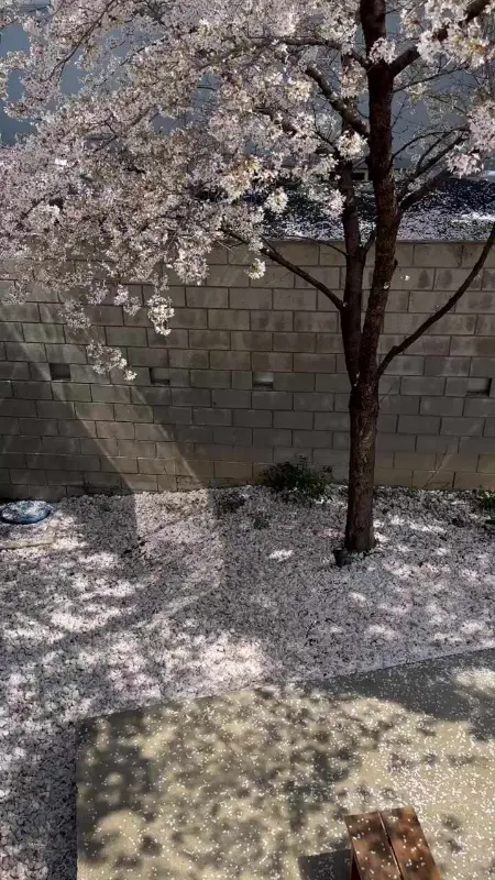벚꽃잎이 흩날리는 풍경