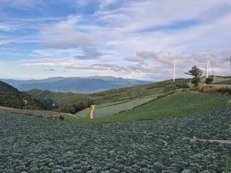 매봉산 배추밭