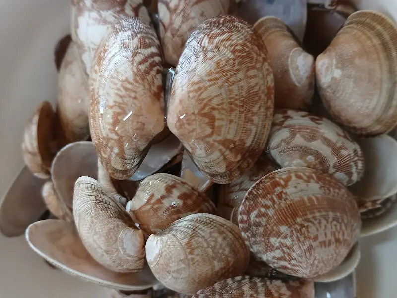 바다며느리 바지락