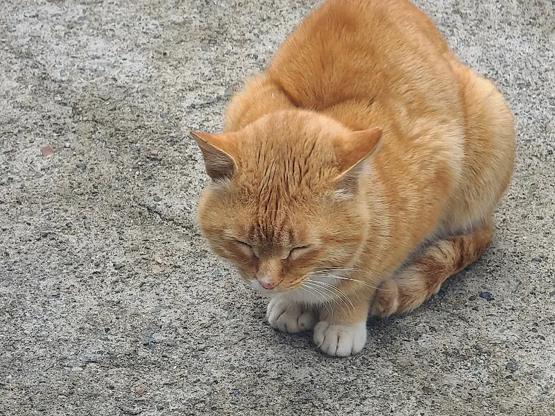 바다이야기 앞에 있는 고양이
