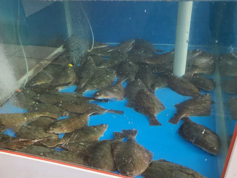 수족관 속 가자미들