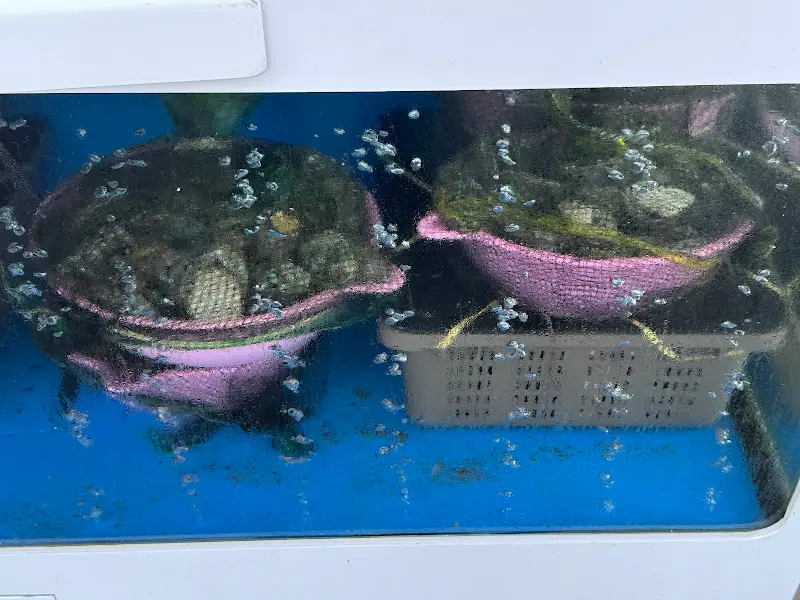 수족관 속 전복