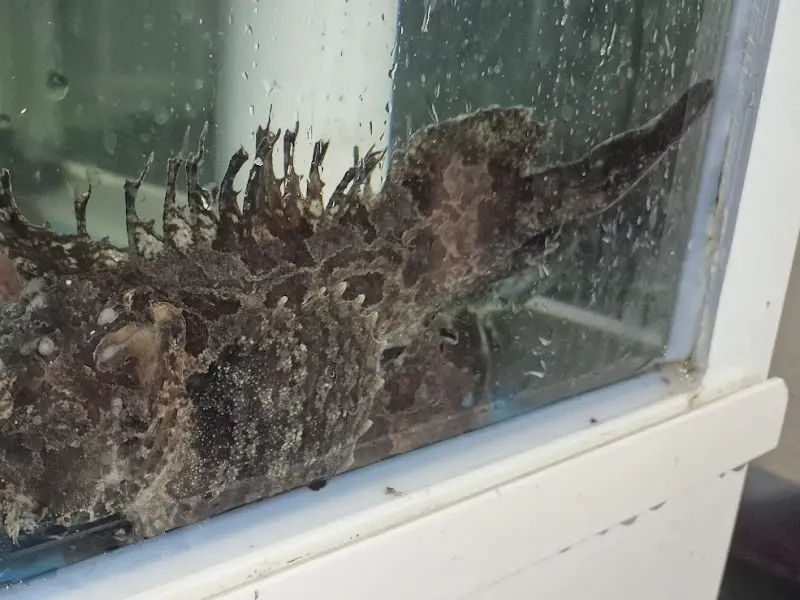 수족관 속 탱수