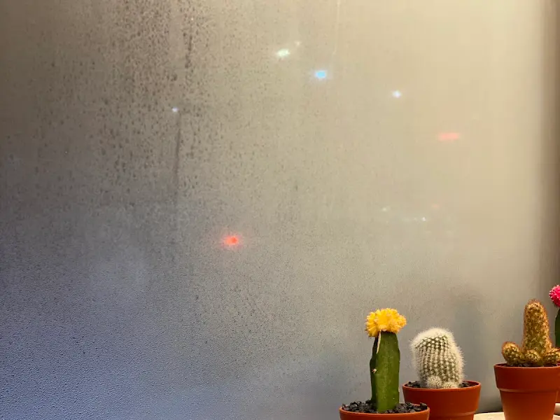 젖빛 유리창과 선인장