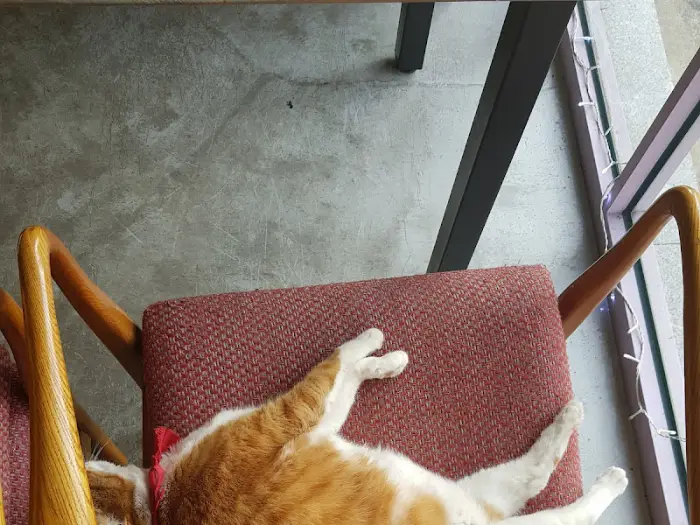 낮잠 자는 고양이