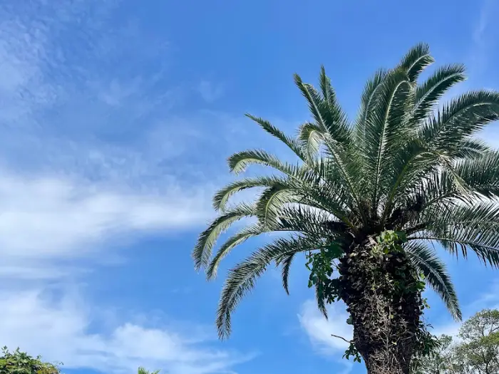 푸른 하늘 아래 야자수