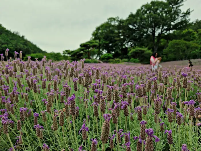 보랏빛 라벤더 밭