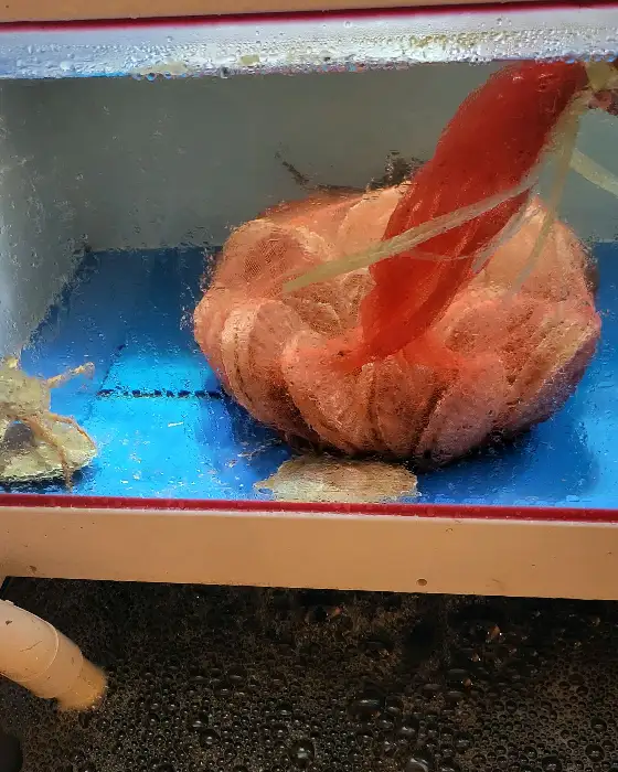 새빨간 붉은색 해산물이 끓고 있는 탕