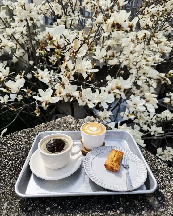 목련꽃과 함께 놓인 커피와 디저트