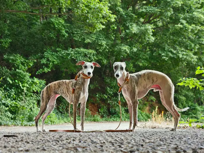 두 마리의 애견 사진