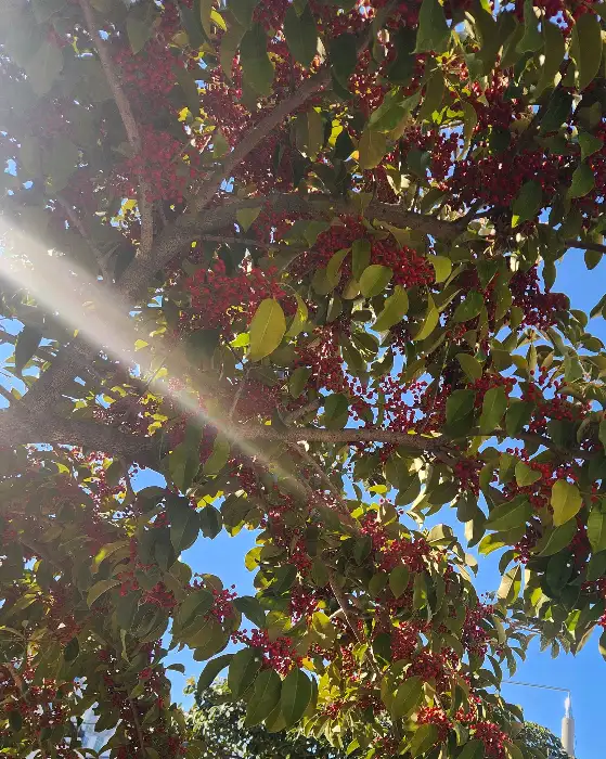 빨간 열매가 달린 나무 사진