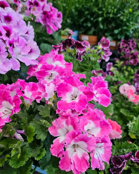 핑크색 꽃잎이 돋보이는 클로즈업 사진