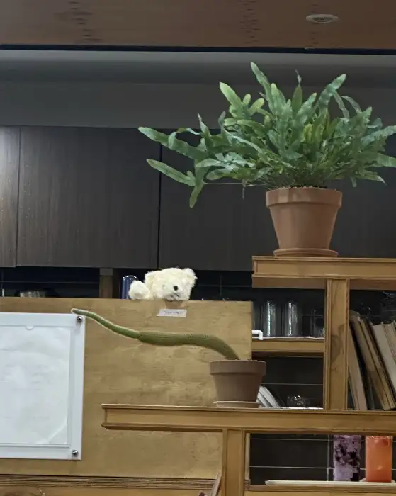 싱그러운 식물과 장식품