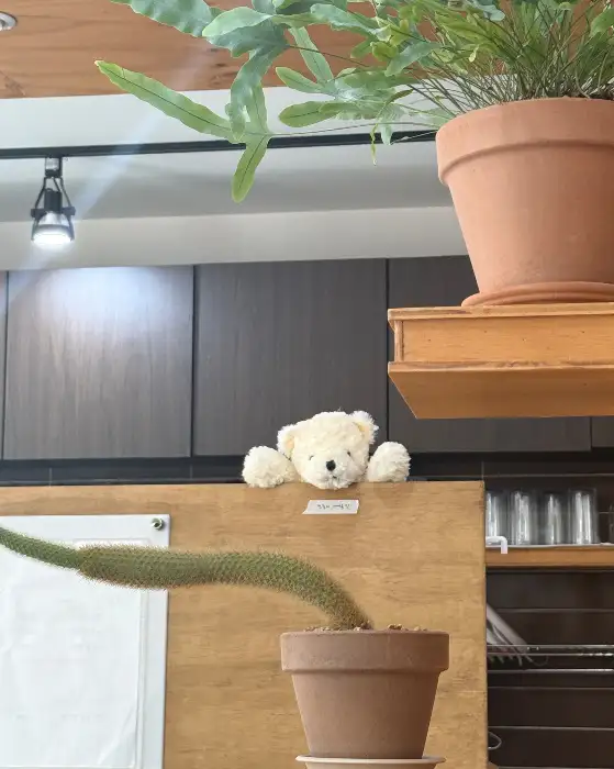 가게 내부의 귀여운 곰돌이 인형