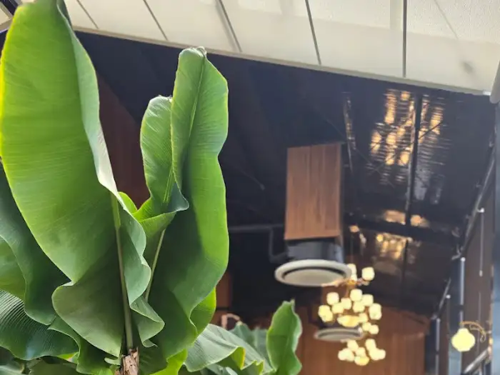 실내에 놓인 대형 식물과 고급스러운 조명